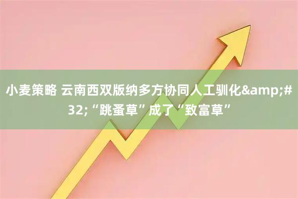 小麦策略 云南西双版纳多方协同人工驯化 “跳蚤草”成了“致富草”